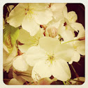 Cherry Blossom