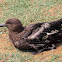 Brown Skua