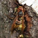 Yellow hornet