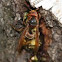 Yellow hornet