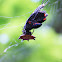 Spiny Orbweaver Spider