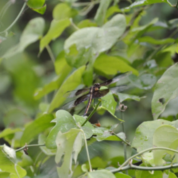 Spotting Image 1