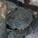 Wild cockroach