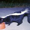 Striped Skunk