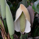 Fruit Salad Plant