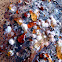 slime mold
