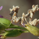 Mantis Nymph