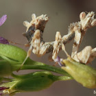 Mantis Nymph