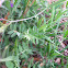 Vetch