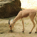 Rhim Gazelle