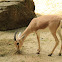 Rhim Gazelle