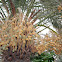 Date Palm