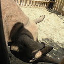 black rhino