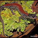 Yonahlossee Salamander