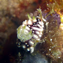 Chromodoris geometrica