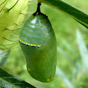 Monarch chrysalis