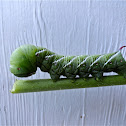 Tobacco Hornworm