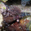 Common Marble Shrimp