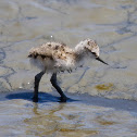 American Avocet