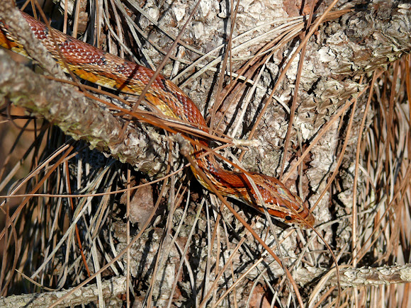 Spotting Image 1