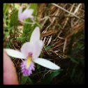 Snake Mouth Orchid
