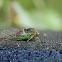 Cicada
