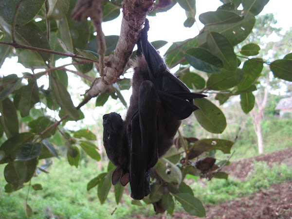 Greater Musky fruit bat | Project Noah