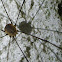 harvestman
