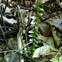 Ebony spleenwort