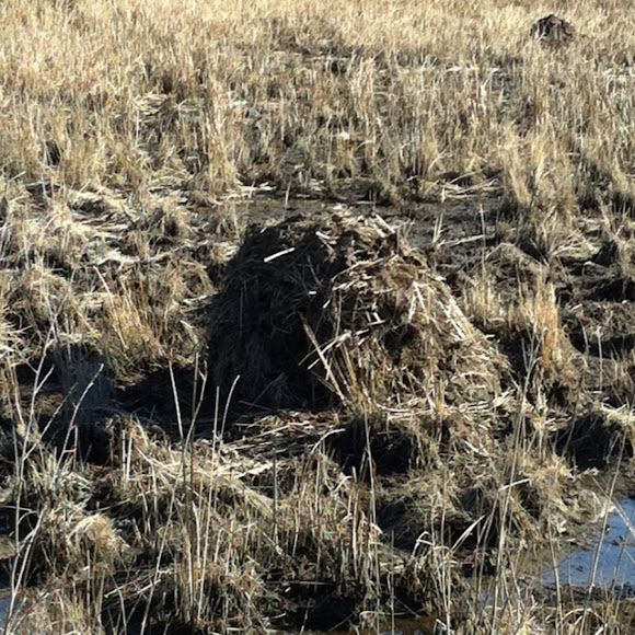 Spotting Image 1