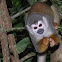 Squirrel Monkey