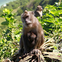 Crab-eating Macaque