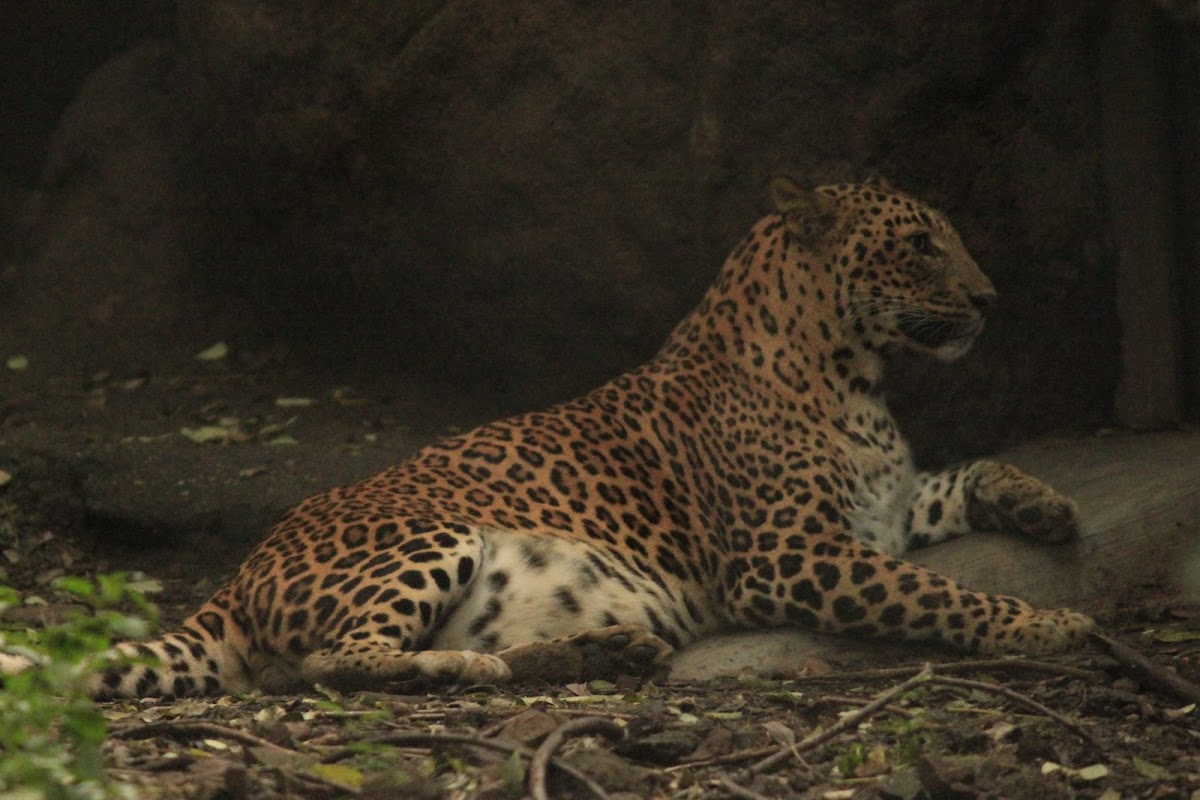 Leopard