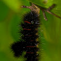 Giant Leopard Moth Caterpillar
