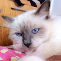 Gato (Cat) Sagrado da Birmânia