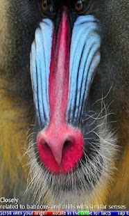 How to install Animal Noses 1 FREE patch 15.05.21 apk for pc