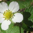 California Strawberry Blossoms