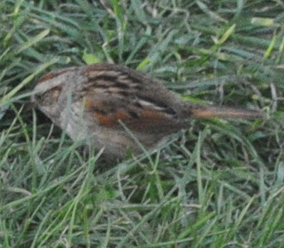Spotting Image 1