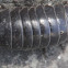 Pill Bug