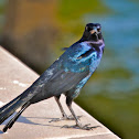 Boat-tailed Grackle
