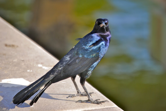 Spotting Image 1