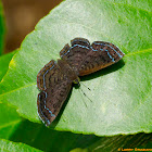 Metalmark Butterfly