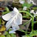 Lindley's Rein Orchid