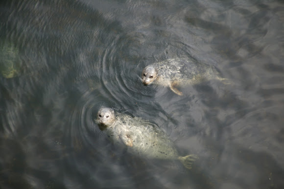 Spotting Image 1