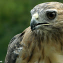 Red Tailed Hawk