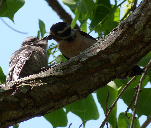 Spotting Image 1