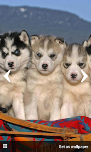 How to download Animal Wallpapers lastet apk for pc