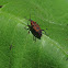 Cocklebur Weevil