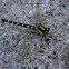 Delta-Spotted Spiketail
