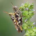 Grasshopper